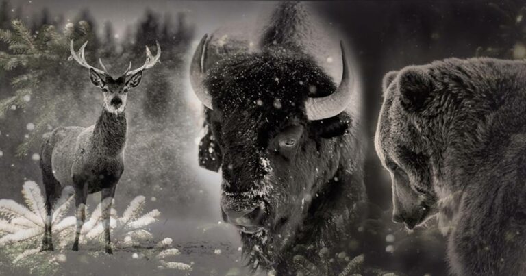 Spirit Creatures of the North