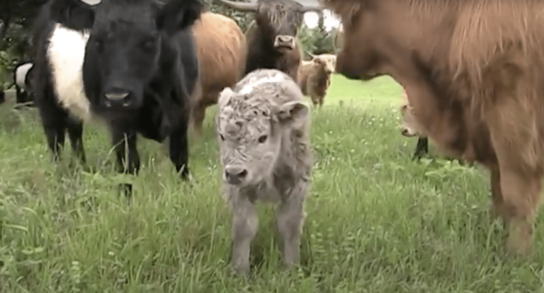Miniature Cows – Belted Galloway Cows How Adorable