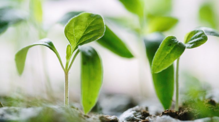 The Growth of Grace – SpiritualDirection.com