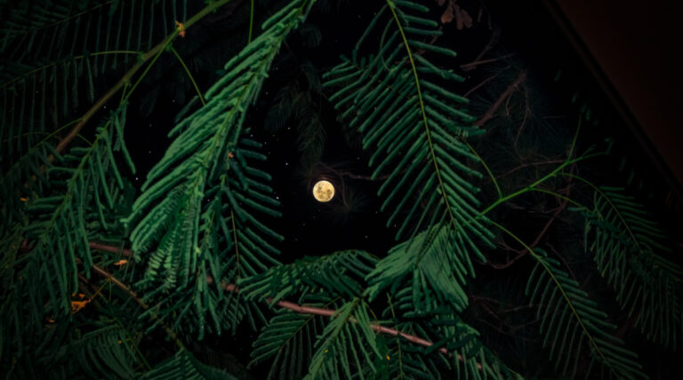 Why is Christmas Considered a Nighttime Event?