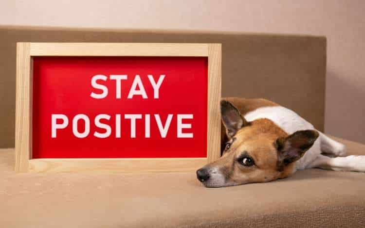 How to Stay Positive When Facing Difficulties in Life How to Stay Positive When Facing Difficulties in Life