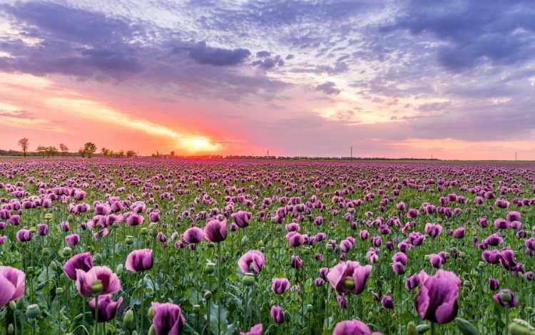 How Flowers Can Inspire and Reflect Personal Achievement