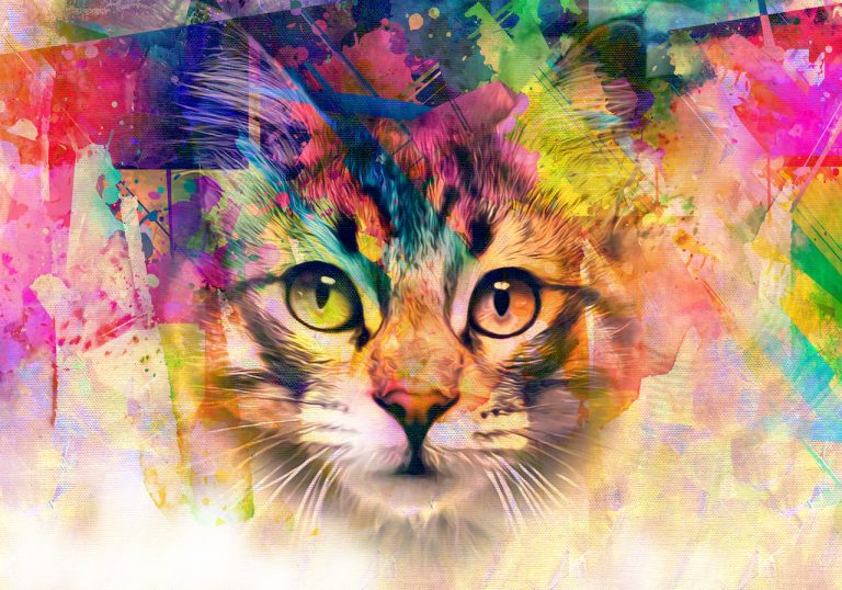 How This Dog Person Learned to Embrace Her Inner Cat