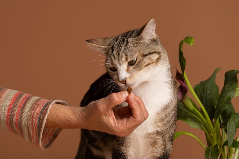 Elevate Eating for Your Pet with This Discounted Feeder Bowl Set Elevate Eating for Your Pet with This Discounted Feeder Bowl Set