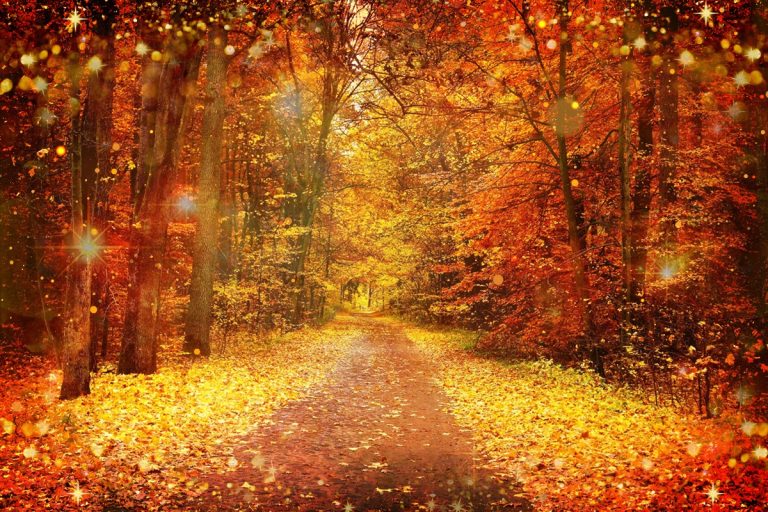 Sage Goodess 5 Ways to Celebrate the Magic of Mabon Sage Goodess 5 Ways to Celebrate the Magic of Mabon