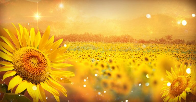 Sage Goodess Shine Like the Sun at Litha